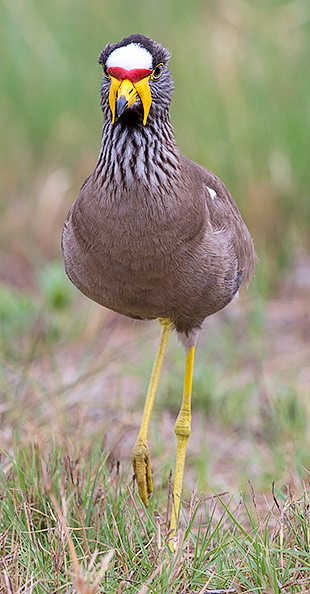 Wattled Plover front on